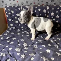 Miss 3, a male French Bulldog for sale in Crystal River, FL – Photo 7 of 8