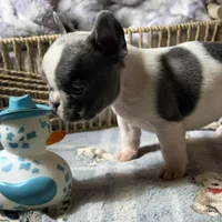 Miss 3, a male French Bulldog for sale in Crystal River, FL – Photo 5 of 8