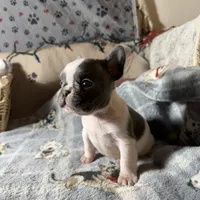 Miss 3, a male French Bulldog for sale in Crystal River, FL – Photo 2 of 8