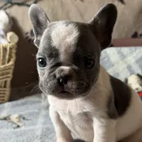 Miss 3, a male French Bulldog for sale in Crystal River, FL – Photo 4 of 8