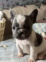 processed/ad51a433-374c-448f-94e3-91594bed5a3e/listing/c8f3538a-048c-4c67-b31a-6bc2191fdf2c/a258c11c-3246-40d9-b7ff-565e4bee4a6a