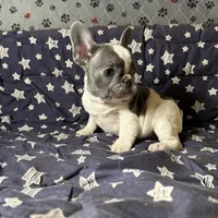 Miss 3, a male French Bulldog for sale in Crystal River, FL – Photo 8 of 8