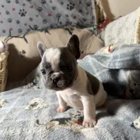 Miss 3, a male French Bulldog for sale in Crystal River, FL – Photo 6 of 8