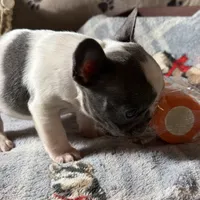 Miss 3, a male French Bulldog for sale in Crystal River, FL – Photo 3 of 8