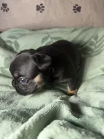 Betsy 1 , a female French Bulldog for sale in Crystal River, FL – 2 of 4