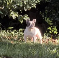 Buttons male, a male French Bulldog for sale in Crystal River, FL – 7 of 9