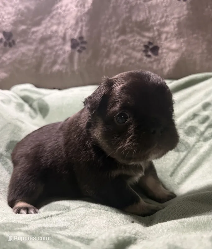 Betsy 4 – French Bulldog puppy for sale in Crystal River, FL