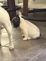 Buttons male, a male French Bulldog for sale in Crystal River, FL – 6 of 9