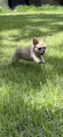 Blossom's Merle Female, a female French Bulldog for sale in Crystal River, FL – 1 of 9