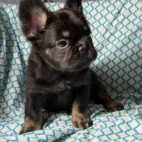 Foxy 3, a female French Bulldog for sale in Crystal River, FL – Photo 8 of 9