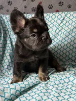 Foxy 3, a female French Bulldog for sale in Crystal River, FL – Photo 8 of 9