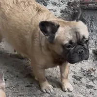 Foxy 3, a female French Bulldog for sale in Crystal River, FL – Photo 3 of 9