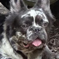 Foxy 3, a female French Bulldog for sale in Crystal River, FL – Photo 5 of 9