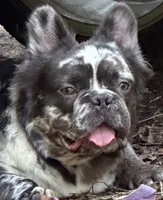 Foxy 3, a female French Bulldog for sale in Crystal River, FL – Photo 5 of 9