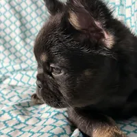 Foxy 3, a female French Bulldog for sale in Crystal River, FL – Photo 1 of 9