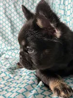 Foxy 3, a female French Bulldog for sale in Crystal River, FL – Photo 1 of 9