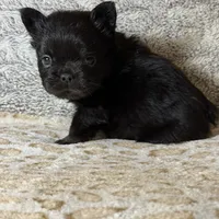 Foxy 3, a female French Bulldog for sale in Crystal River, FL – Photo 4 of 9