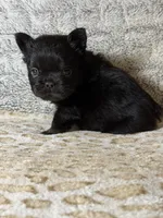 Foxy 3, a female French Bulldog for sale in Crystal River, FL – Photo 4 of 9