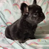 Foxy 3, a female French Bulldog for sale in Crystal River, FL – Photo 2 of 9