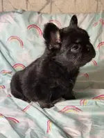 Foxy 3, a female French Bulldog for sale in Crystal River, FL – Photo 2 of 9