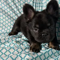 Foxy 3, a female French Bulldog for sale in Crystal River, FL – Photo 9 of 9