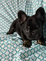 Foxy 3, a female French Bulldog for sale in Crystal River, FL – Photo 9 of 9