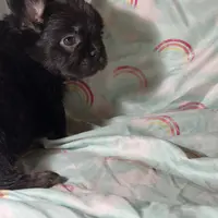 Foxy 3, a female French Bulldog for sale in Crystal River, FL – Photo 6 of 9