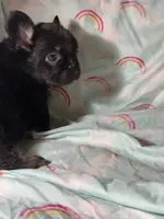 Foxy 3, a female French Bulldog for sale in Crystal River, FL – Photo 6 of 9