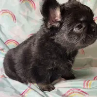 Foxy 3, a female French Bulldog for sale in Crystal River, FL – Photo 7 of 9