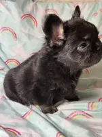 Foxy 3, a female French Bulldog for sale in Crystal River, FL – Photo 7 of 9