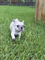 Blossom's Merle Female, a female French Bulldog for sale in Crystal River, FL – 7 of 9