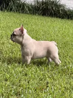 Blossom's Merle Female, a female French Bulldog for sale in Crystal River, FL – 6 of 9