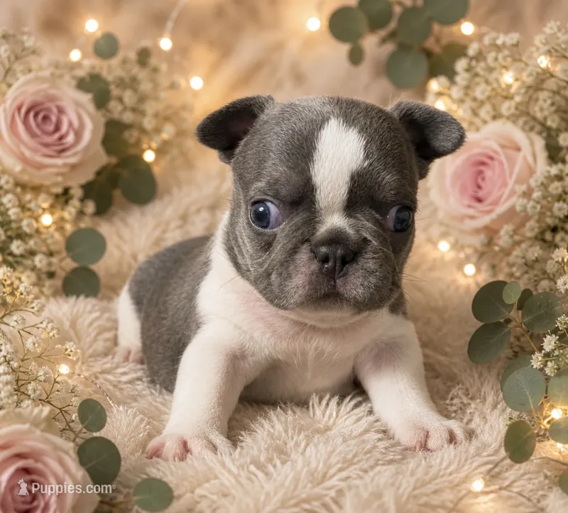 Lulu 4 – French Bulldog puppy for sale in Crystal River, FL