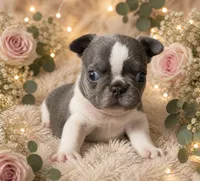 Lulu 4, a female French Bulldog for sale in Crystal River, FL – 1 of 2