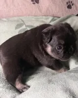 Betsy 4, a male French Bulldog for sale in Crystal River, FL – 3 of 4