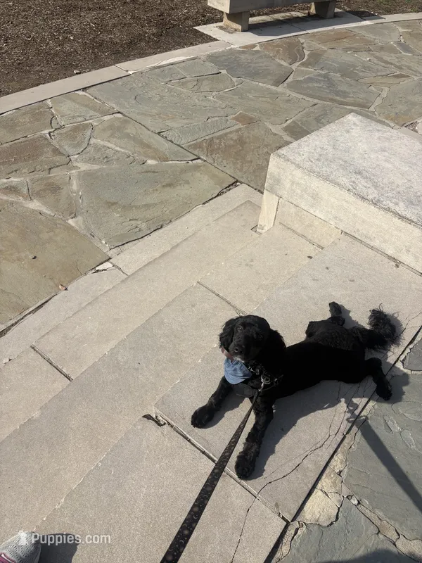 Art – Miniature Bernedoodle puppy for sale in Bloomington, IN