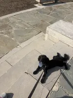 Art, a male Miniature Bernedoodle for sale in Bloomington, IN – Photo 1 of 4