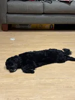 Art, a male Miniature Bernedoodle for sale in Bloomington, IN – Photo 2 of 4