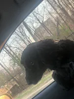 Art, a male Miniature Bernedoodle for sale in Bloomington, IN – Photo 4 of 4