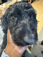 Art, a male Miniature Bernedoodle for sale in Bloomington, IN – Photo 3 of 4