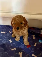 Rose, a female Cavapoo for sale in Morganton, NC – Photo 7 of 8