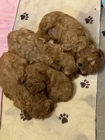 Rose, a female Cavapoo for sale in Morganton, NC – Photo 6 of 8