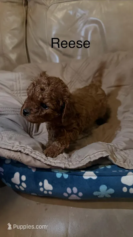 Reese – Cavapoo puppy for sale in Morganton, NC