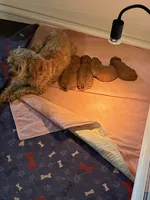 Ruby, a female Cavapoo for sale in Morganton, NC – Photo 6 of 6