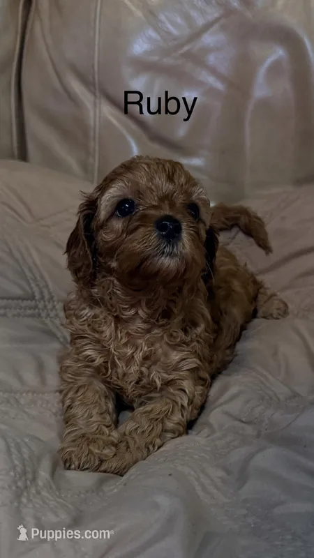Ruby – Cavapoo puppy for sale in Morganton, NC
