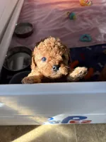 Riley, a female Cavapoo for sale in Morganton, NC – Photo 7 of 9