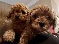 Riley, a female Cavapoo for sale in Morganton, NC – Photo 8 of 9