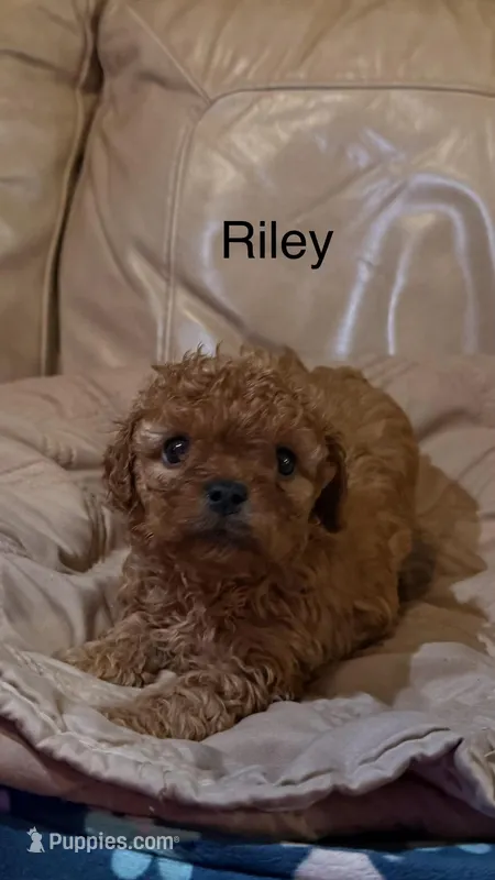 Riley – Cavapoo puppy for sale in Morganton, NC