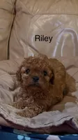 Riley, a female Cavapoo for sale in Morganton, NC – Photo 1 of 9