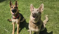 CJ, a male German Shepherd Dog for sale in Waverly, NY – 3 of 3